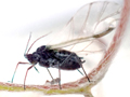 Aphis craccae